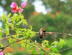 Humming_Birds-_Tobago.jpg