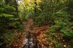 MaraisForestFloor1.jpg